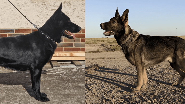 Clayton and Nicole Elrod with their trained working dogs, showcasing their family-owned protection dog business.