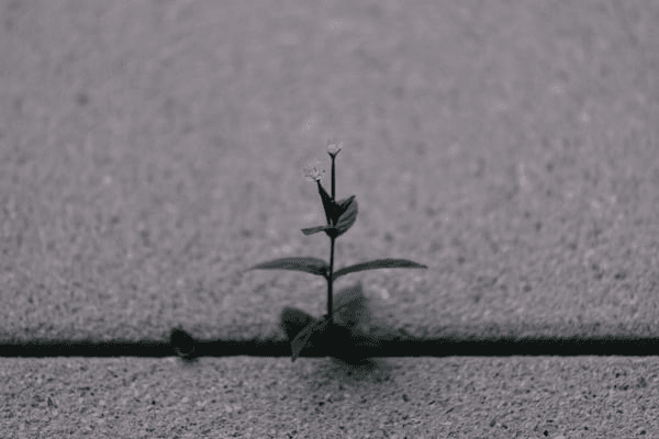 image-11-1784631156603.png