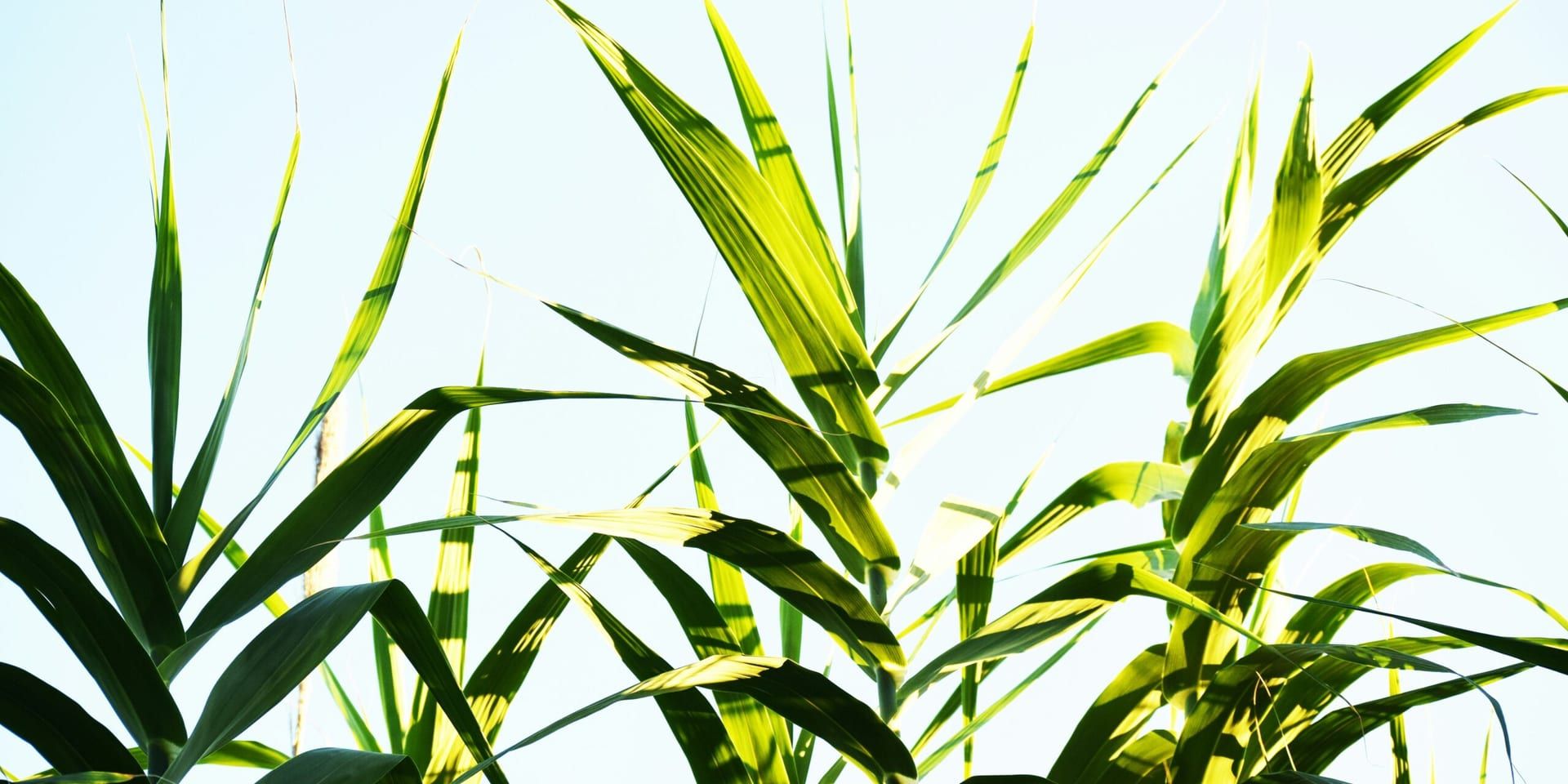 Growth Energy’s 2025 Executive Leadership Conference: Shaping the Future of Biofuels