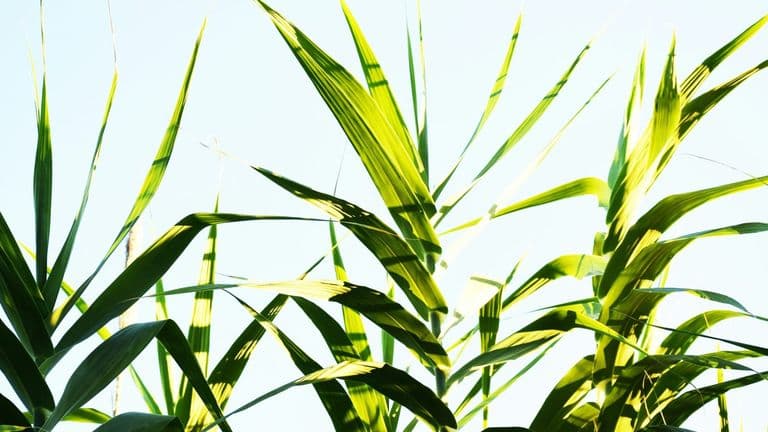 Growth Energy’s 2025 Executive Leadership Conference: Shaping the Future of Biofuels