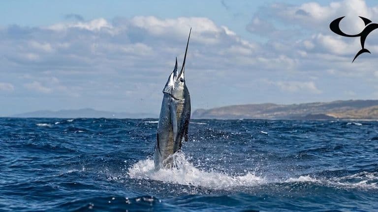 Marlin leaps from the Pacific Ocean off Costa Rica, showcasing CR Fishing Charters' sportfishing adventures.