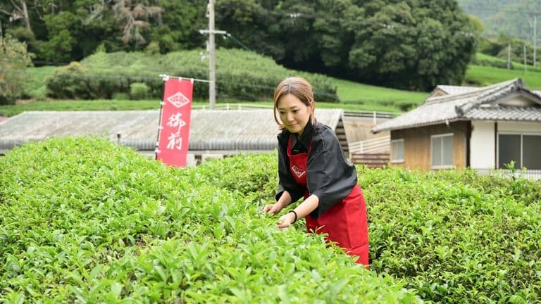 How Gozen Matcha from Uji reveals the hidden biology behind legendary focus.