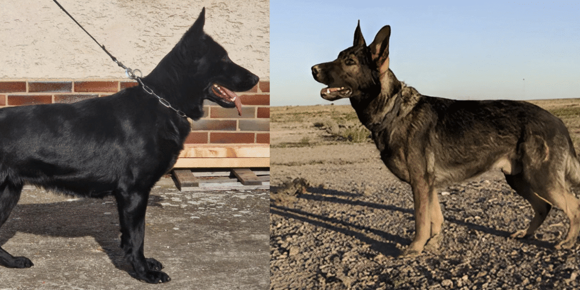 Clayton and Nicole Elrod with their trained working dogs, showcasing their family-owned protection dog business.